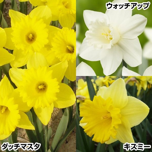   Ibp琅Zbg 315(e5) XCZ̋ HA