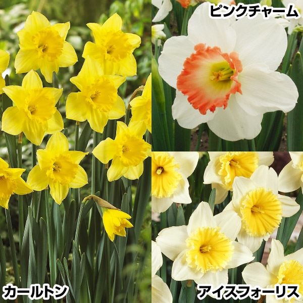   lCJbv琅Zbg 315(e5) XCZ̋ HA