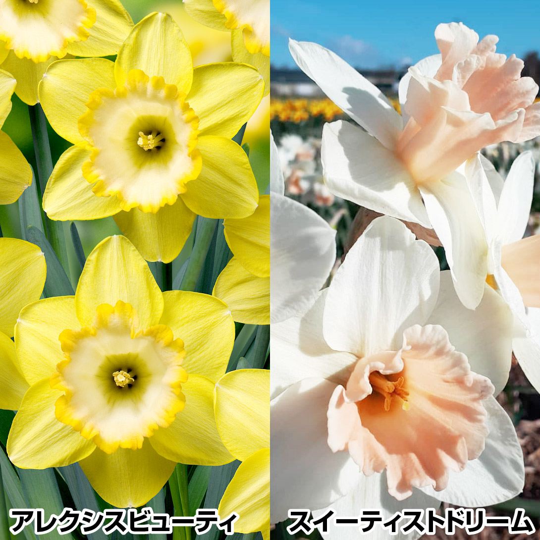   Jbv琅AZbg 26 XCZ̋ HA