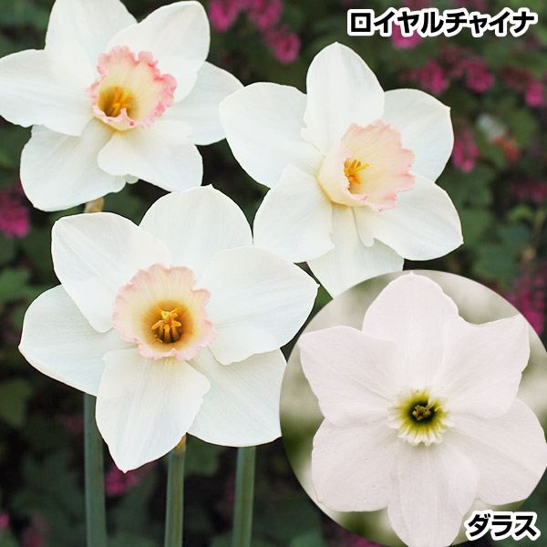   Jbv琅BZbg 24 XCZ̋ HA