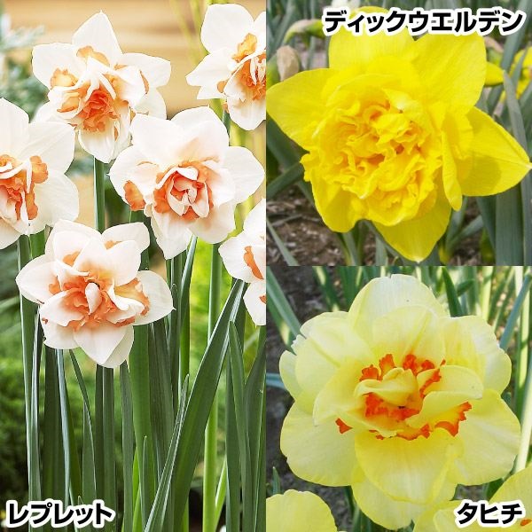   lCd琅Zbg 315(e5) XCZ̋ HA