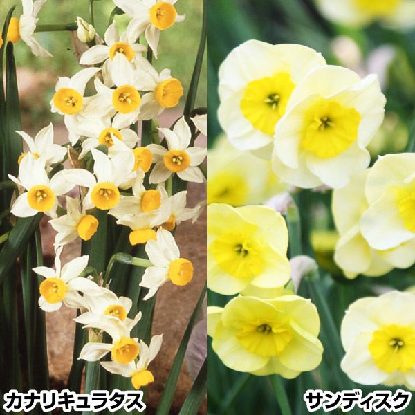   ~j x炫킢Zbg 220 XCZ̋ HA
