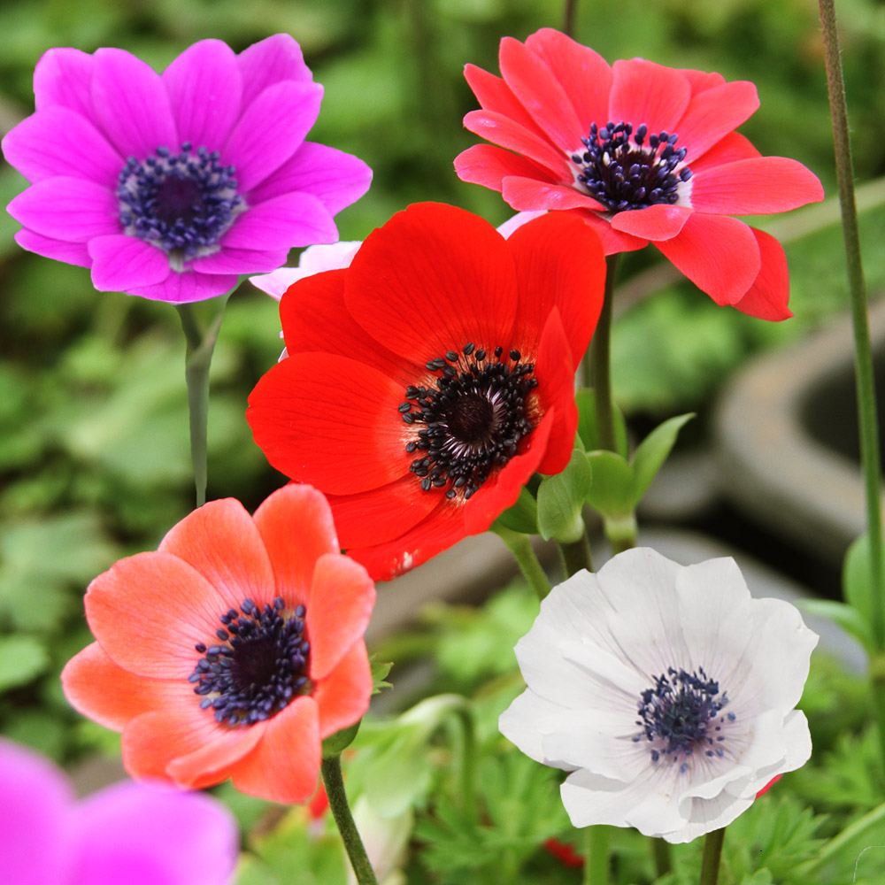 ❣️300h❣️　アネモネ 　球根 アネモネ 球根 フルゲンスミックス 10球 アネモネの球根 秋植え球根