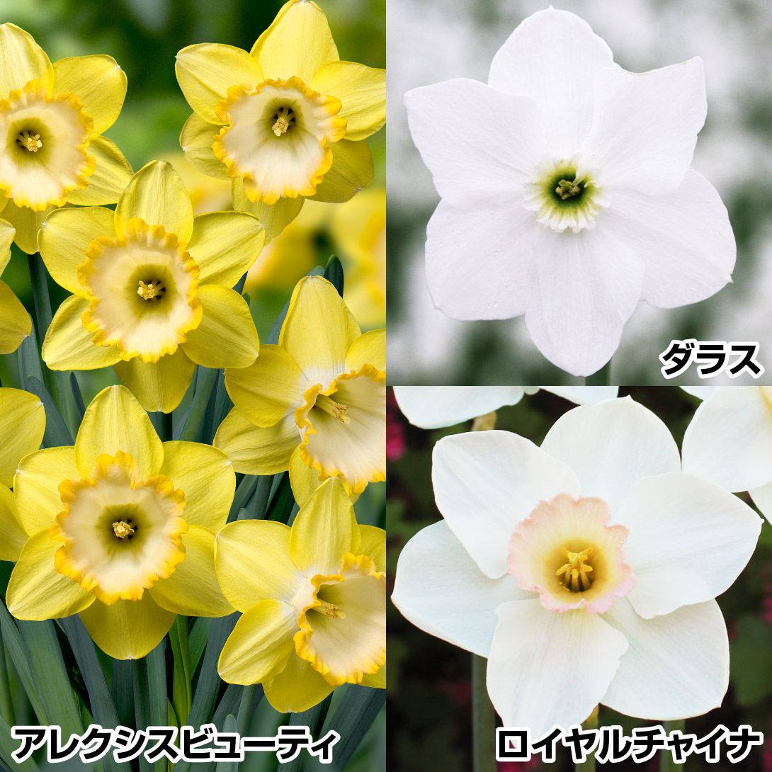 XCZ  IJbv炫Zbg 314
