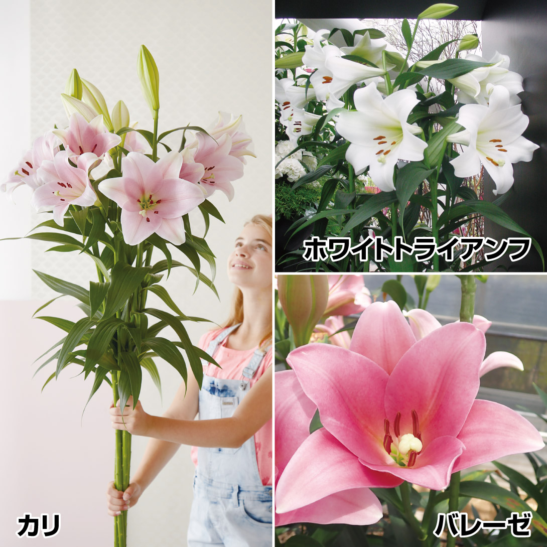   SC փZbg 312 ̋ S eb|E