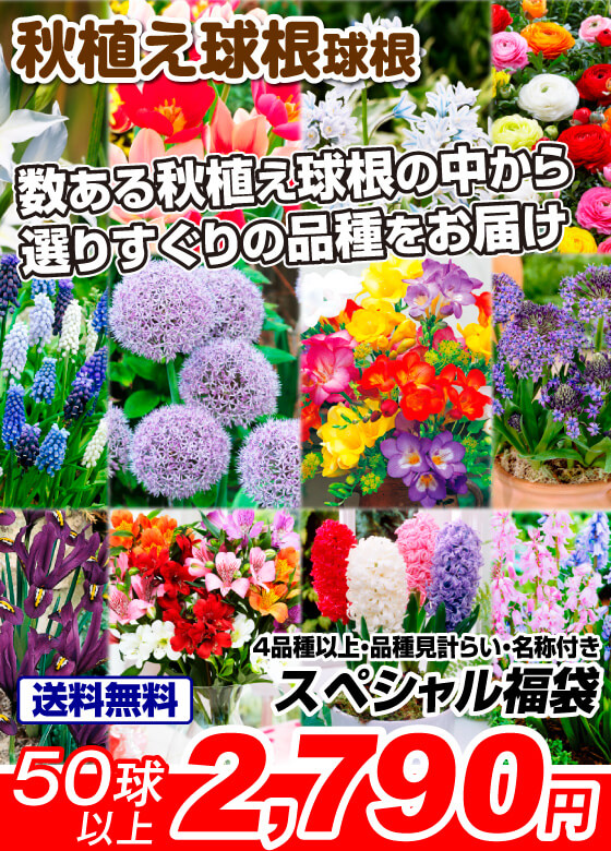 スペシャル福袋