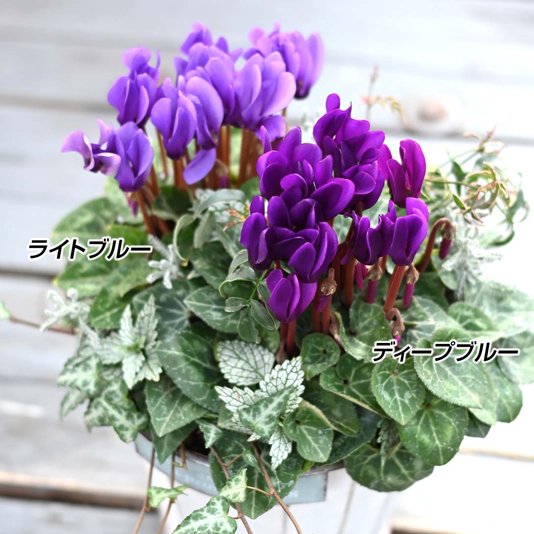 絶品　薔薇開花苗 バラ苗 苗木 四季咲大輪 クロードモネ 1株 / J&P バラの苗 薔薇