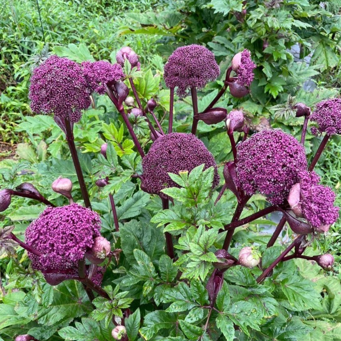 鉢植え花木 スモークツリー スノーパフ 7号鉢 1鉢 花つき 開花株 送料