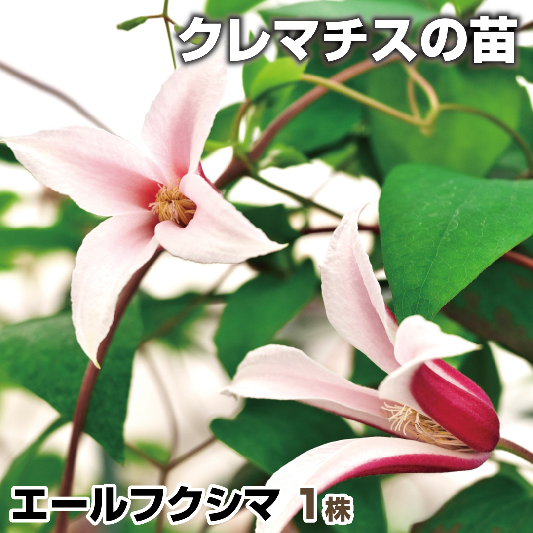 クレマチス苗 イアンシナ 希少バーシーカラー 多年草 花苗 【訳アリ】 実生苗からの初花クレマチス「パーシーカラー」｜園芸日記