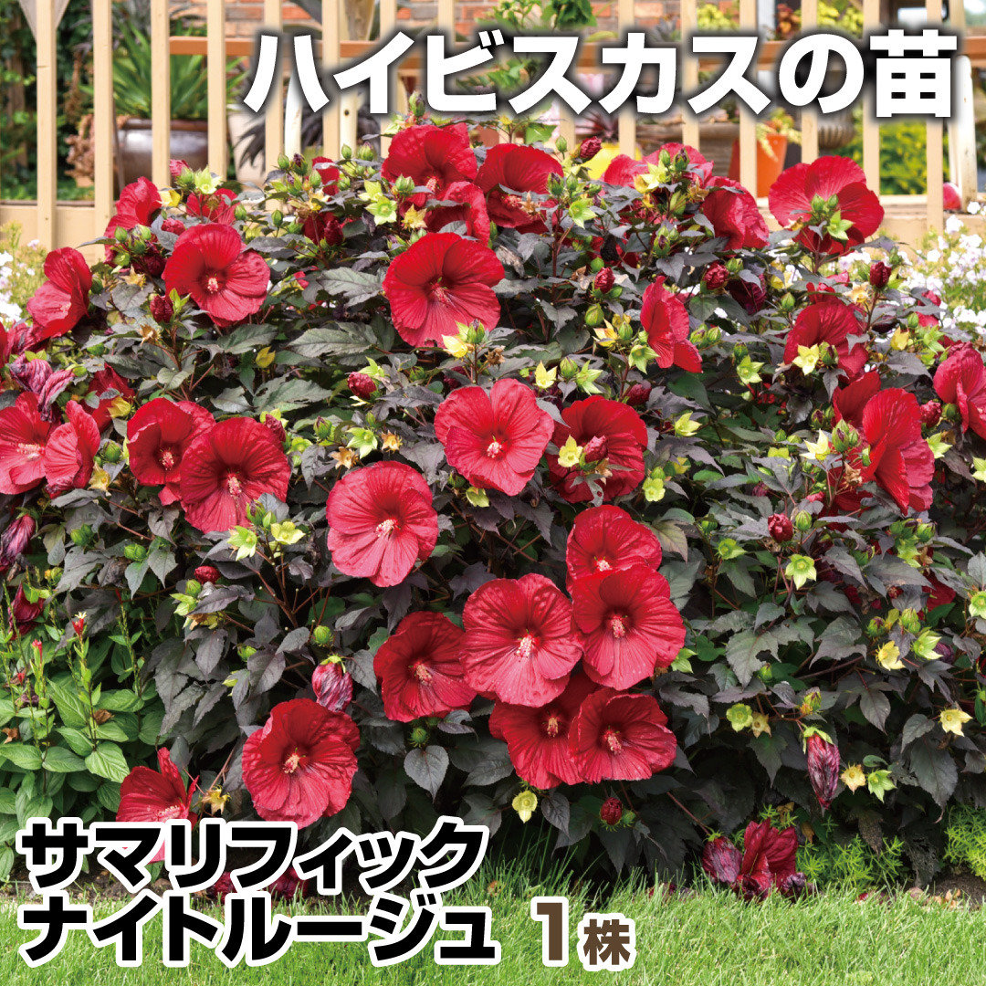 花苗 ハイビスカス サマリフィック ナイトルージュ 1株 / 花の苗