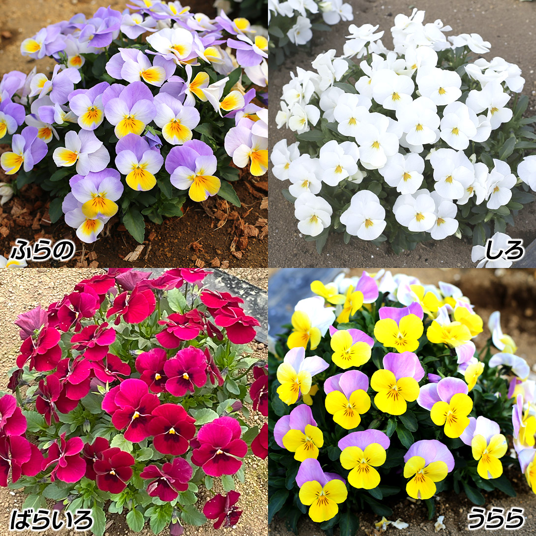 ビオラ 花苗 ビオラ 百花繚乱F1ももかR Aセット 4種8株 : 花と緑 国華園