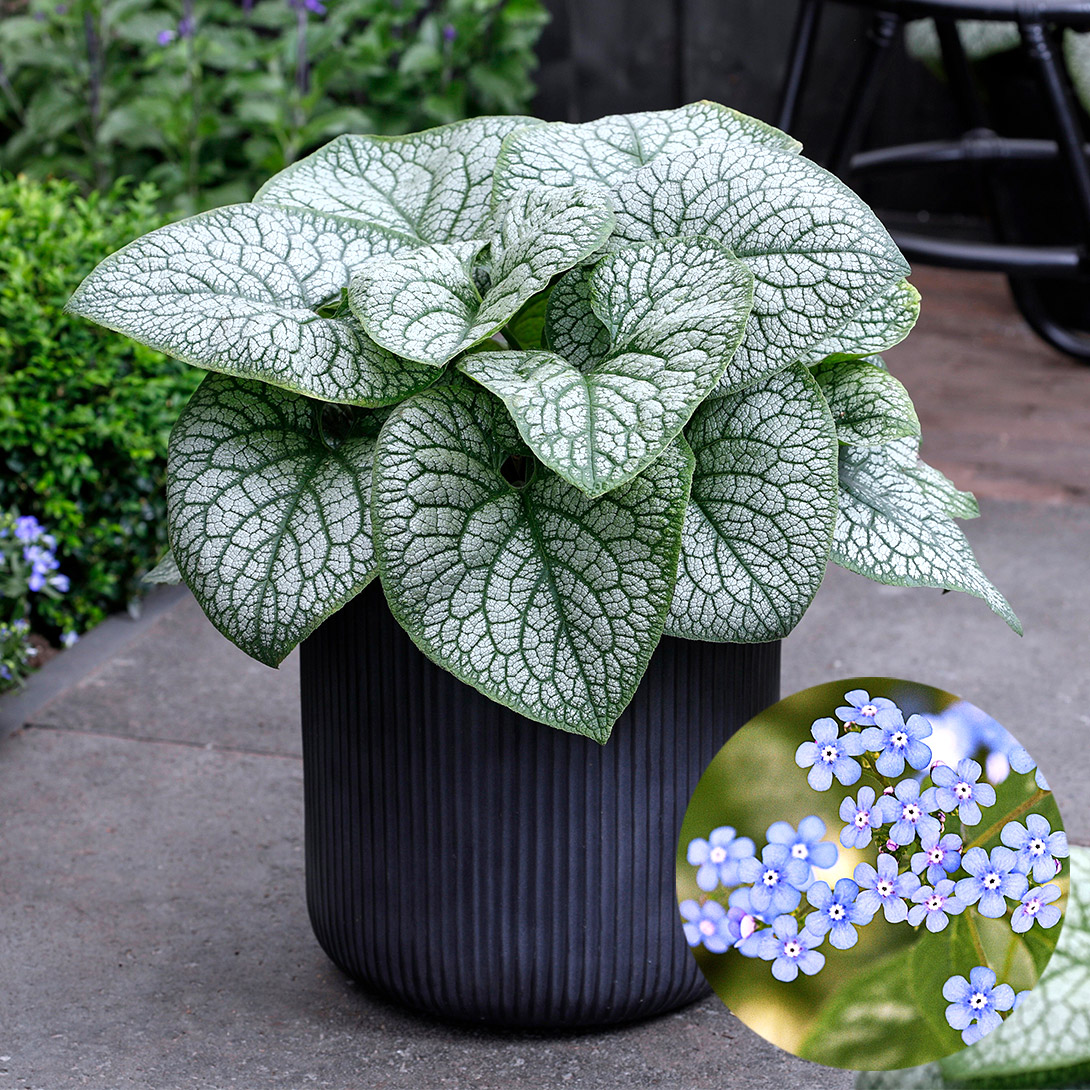 あきなトルコキキョウ　トルコギキョウ　苗 あきなトルコキキョウ トルコギキョウ 苗 あきなトルコキキョウ