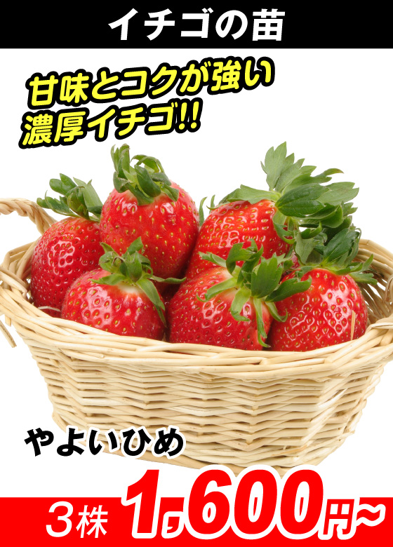 花と緑 国華園 - いちご苗｜Yahoo!ショッピング