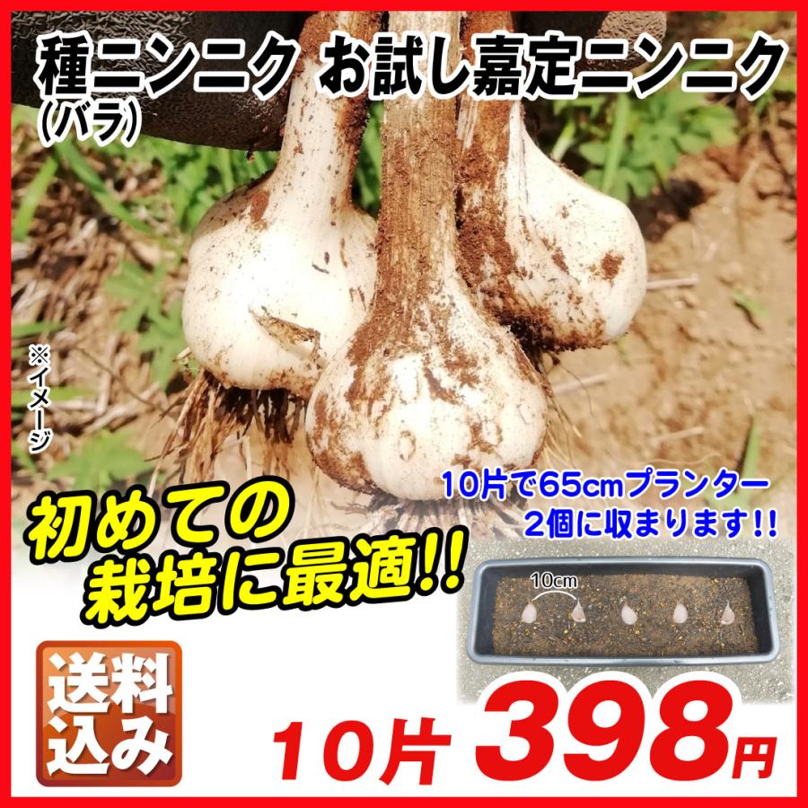 新にんにく　とれたよー ニンニク 種球 お試し嘉定ニンニク (バラ) 10片 送料込み