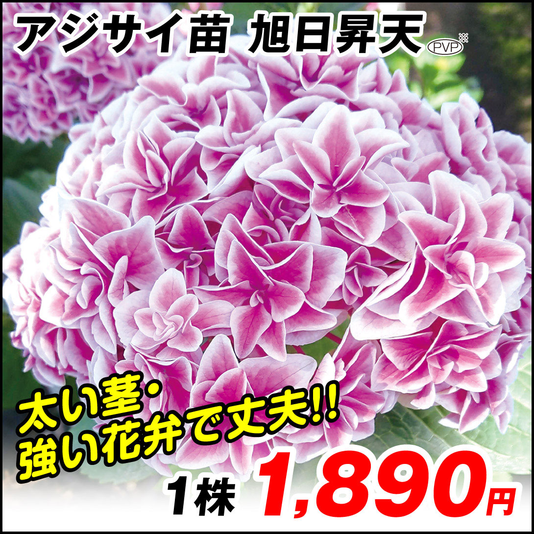 旭日昇天
