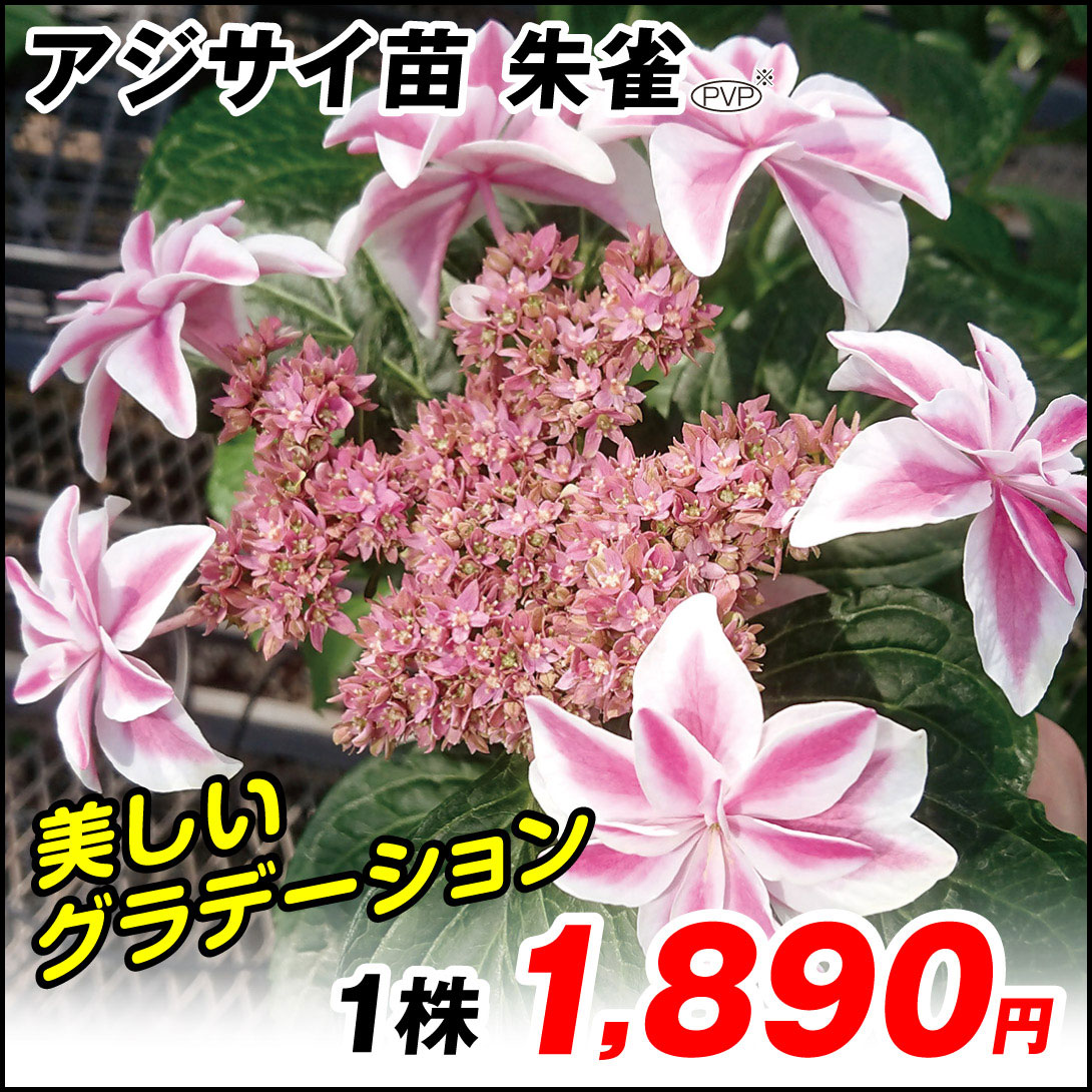 朱雀