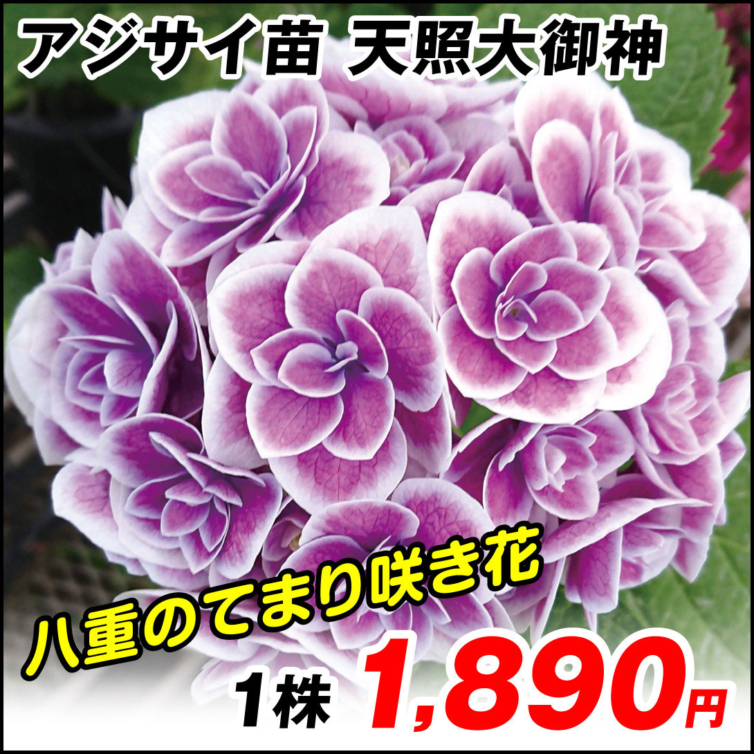 天照大御神