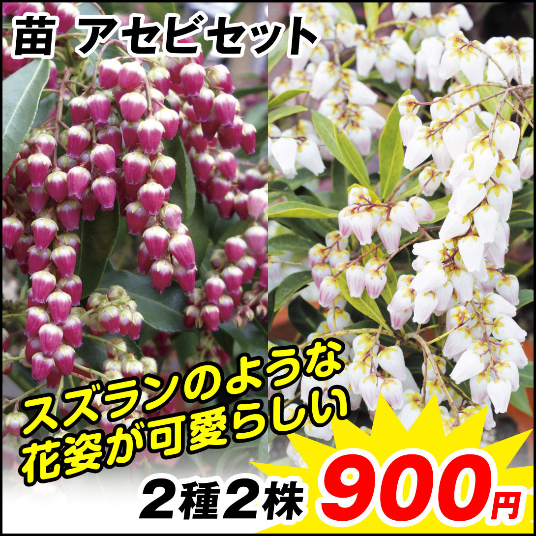 アセビセット