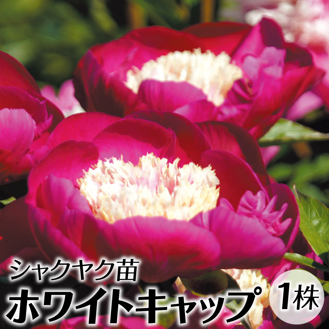 芍薬 鉢」の人気商品一覧 | 安い商品を通販サイトから探す