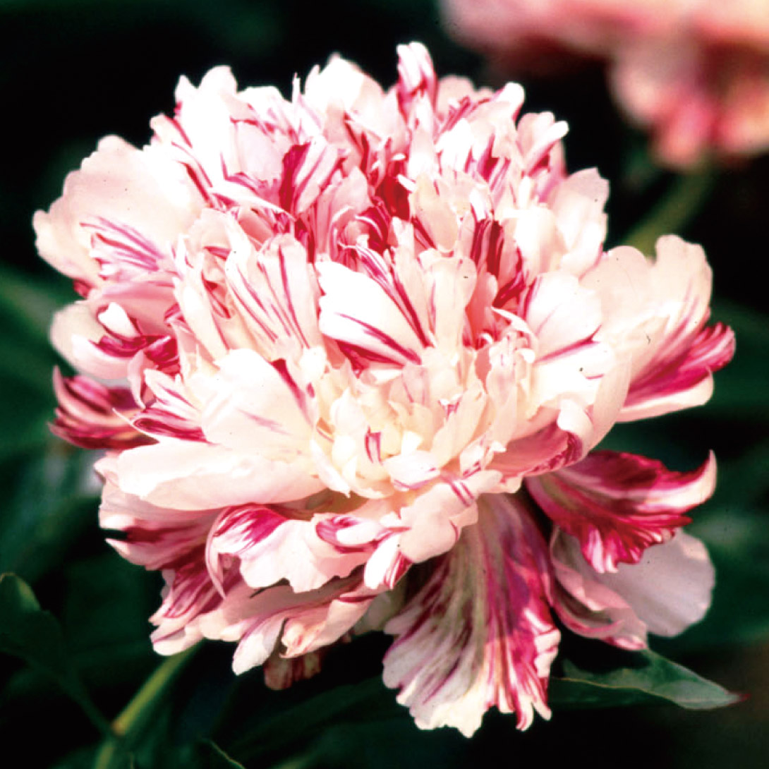国華園 芍薬苗 麒麟丸 1株 2〜3芽付素堀苗 宿根草 : 花と緑 国華園