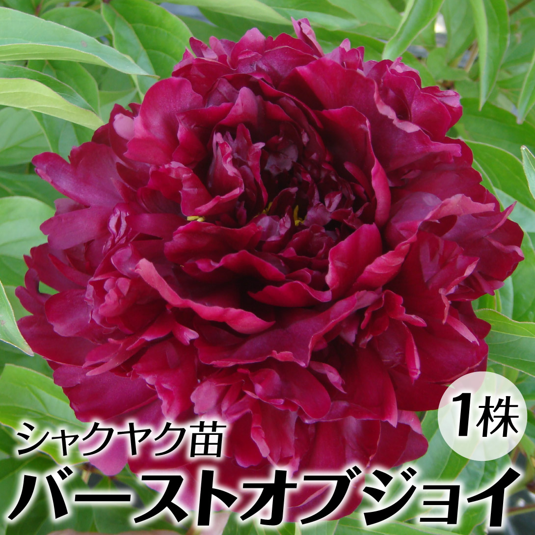 楽天市場】秋植え球根 芍薬 8〜9芽つき 超特大株 しゃくやく