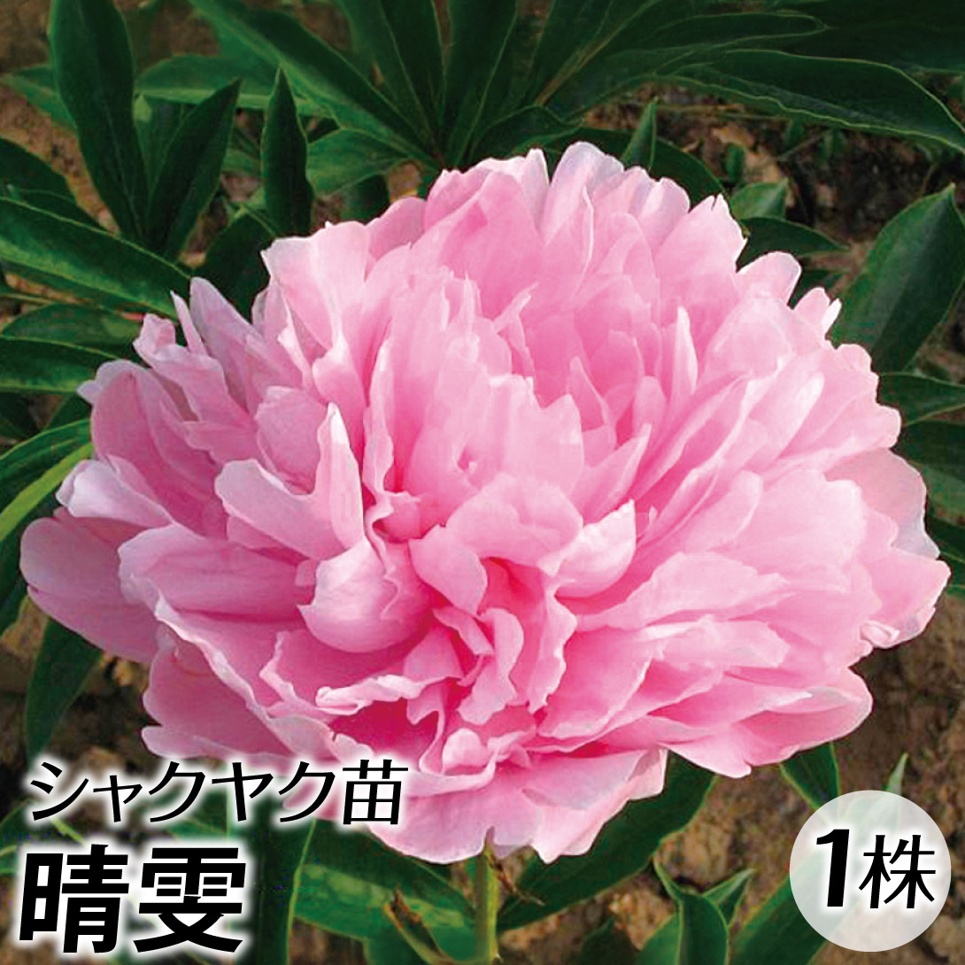 芍薬苗8株(球根のみ) 楽天市場】秋植え球根 芍薬 8〜9芽つき 超特大株 しゃくやく