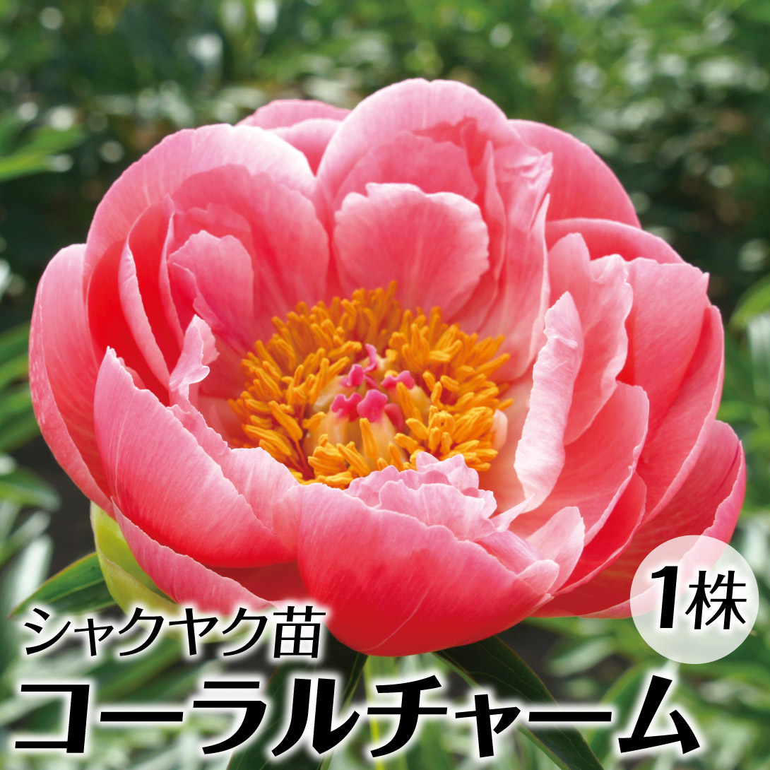 陶板　芍薬の花 芍薬ドライフラワー 花又はつぼみ (1個) – NAKATOWN