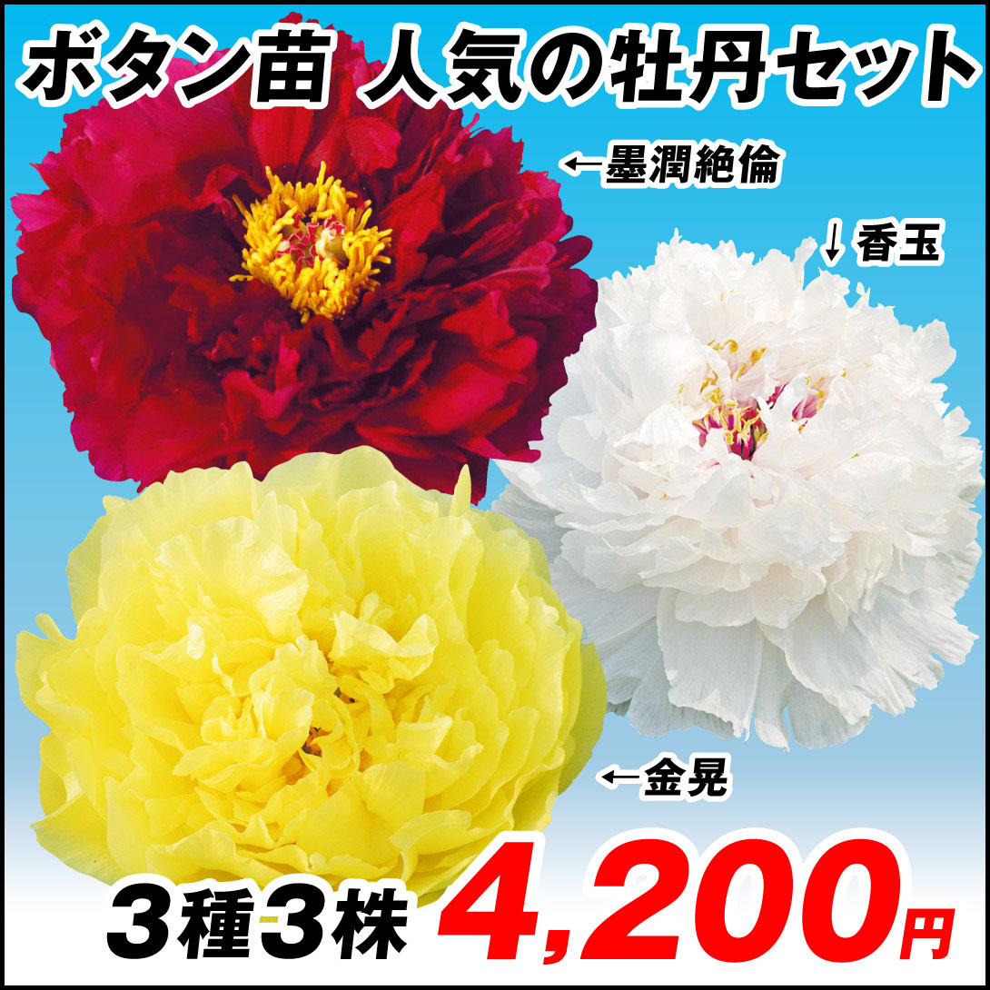 人気の牡丹セット