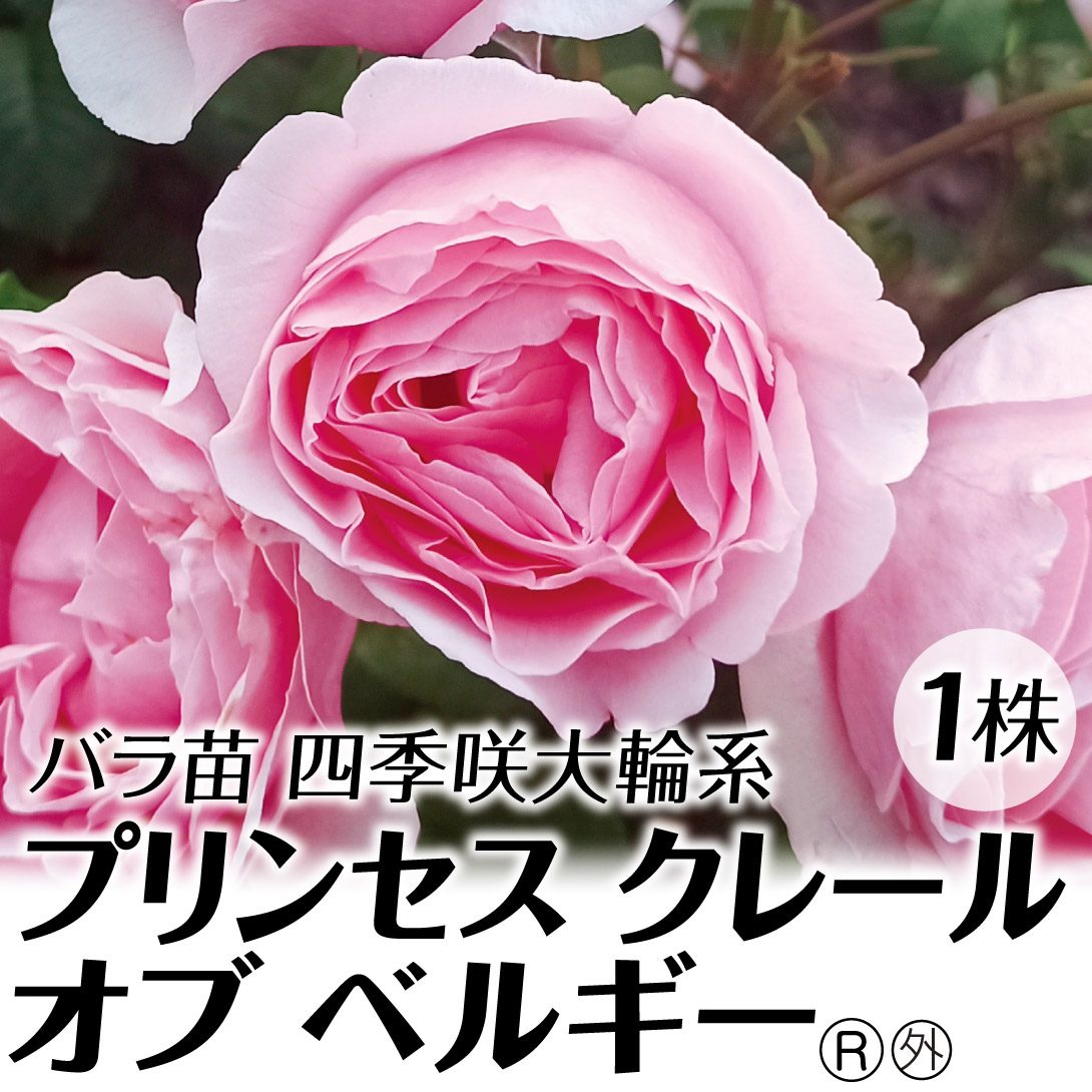 バラ苗 苗木 四季咲大輪 プリンセス クレール オブ ベルギーR外