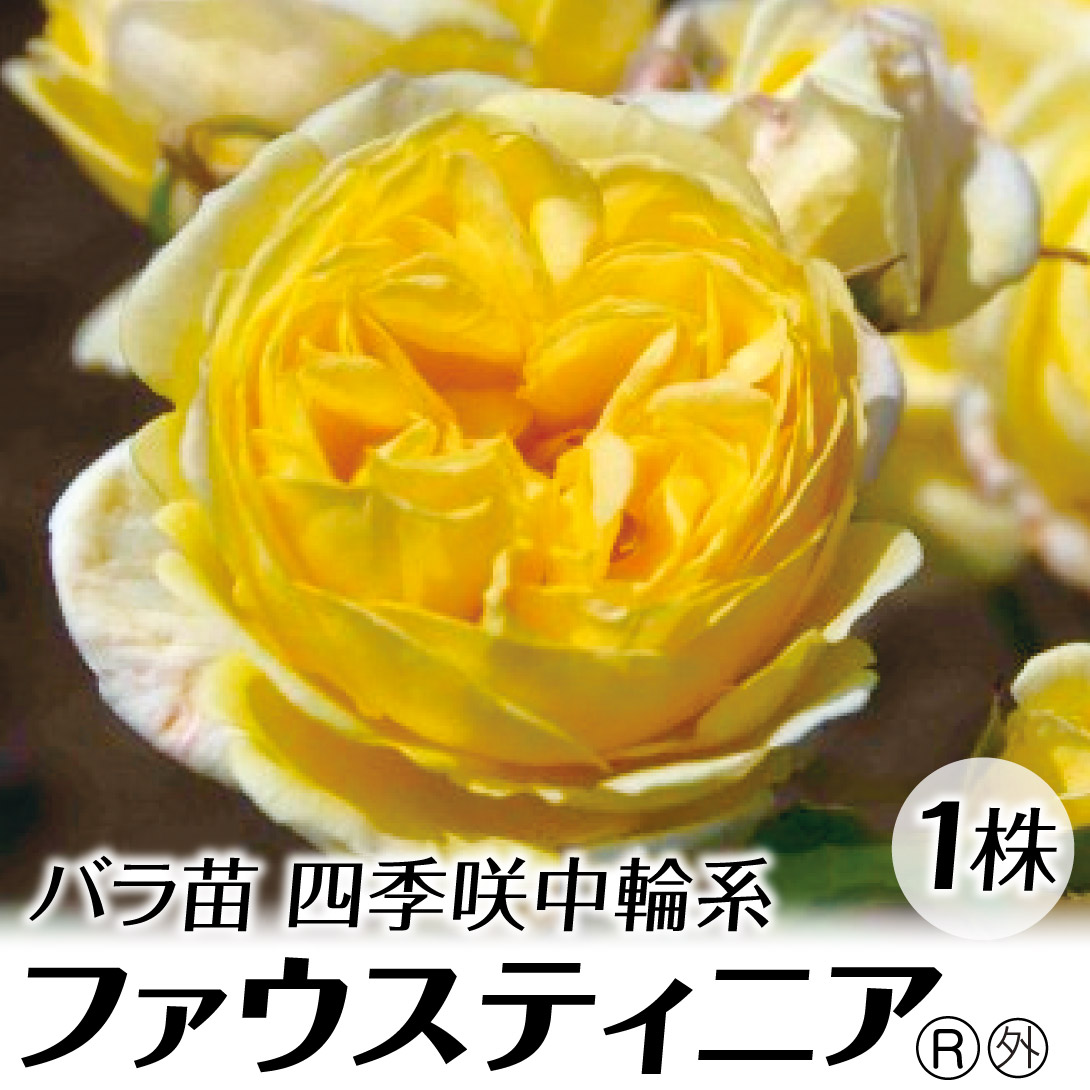 四季咲 強香 バラ 苗」の人気商品一覧 | 安い商品を通販サイト