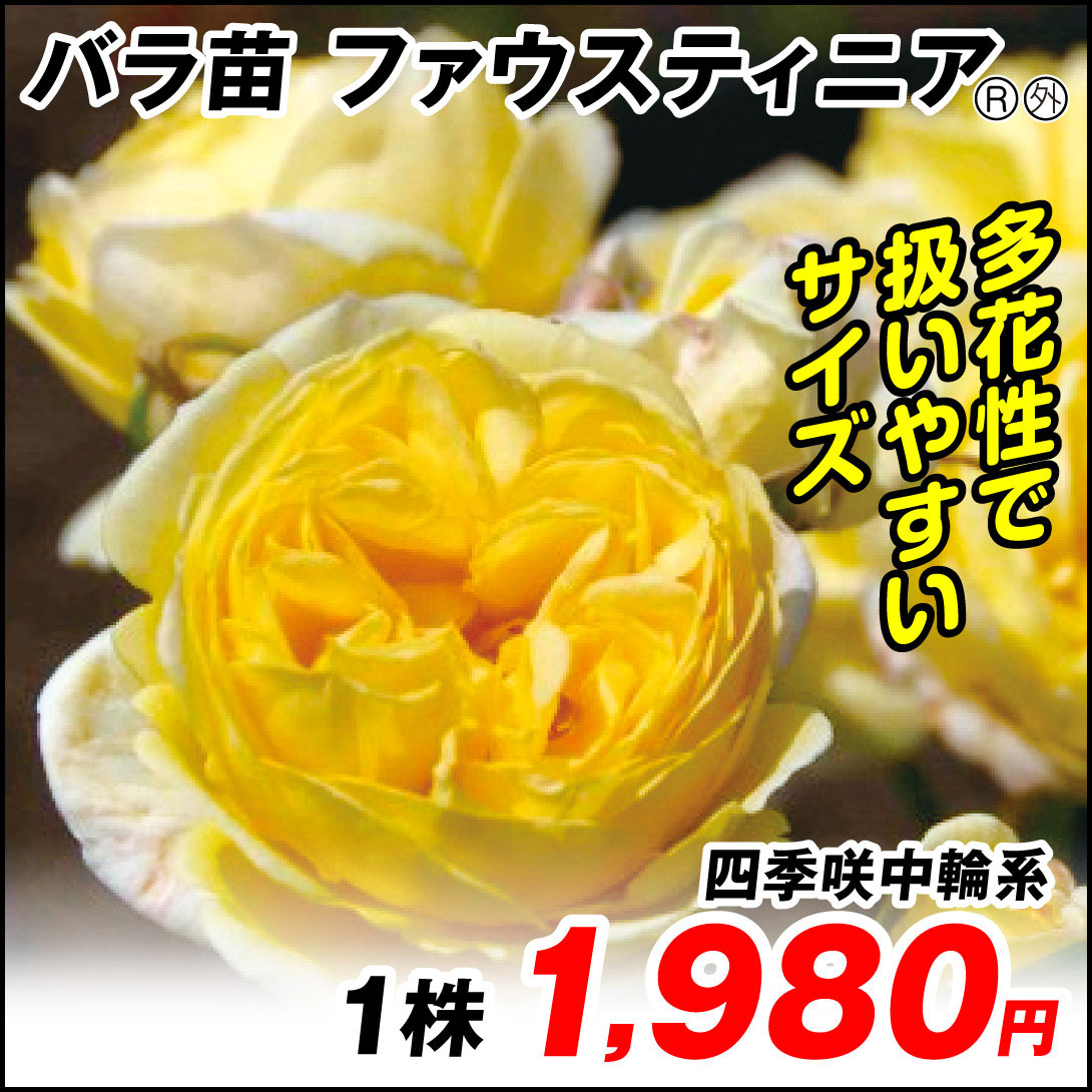 ファウスティニア
