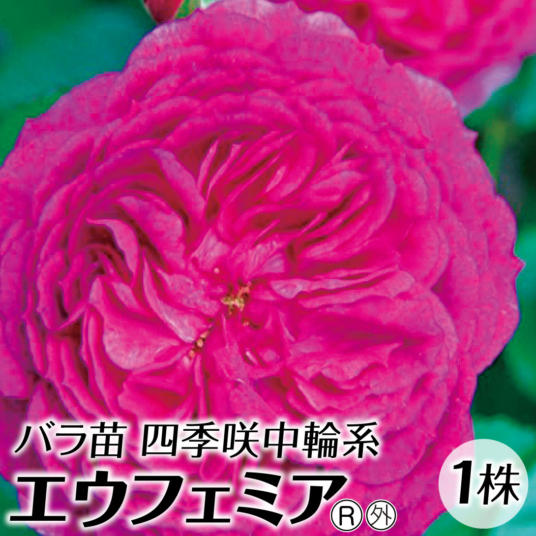 ER　強香　四季咲　中大輪　バラ苗　地植え極太　大苗　1苗のみ 楽天市場】四季咲き強香バラ苗 【ハーモニー】 2年生大苗 【予約