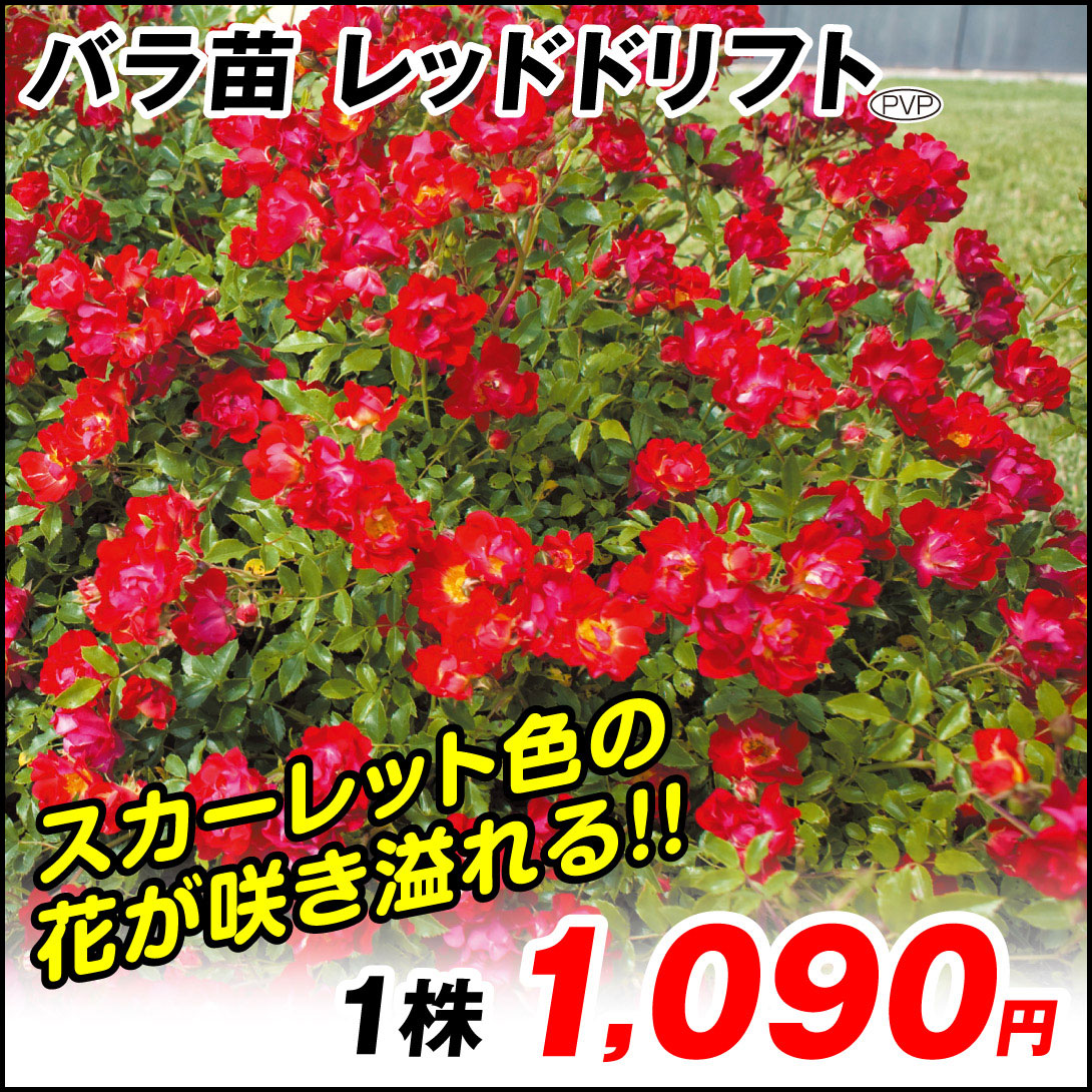 レッドドリフト