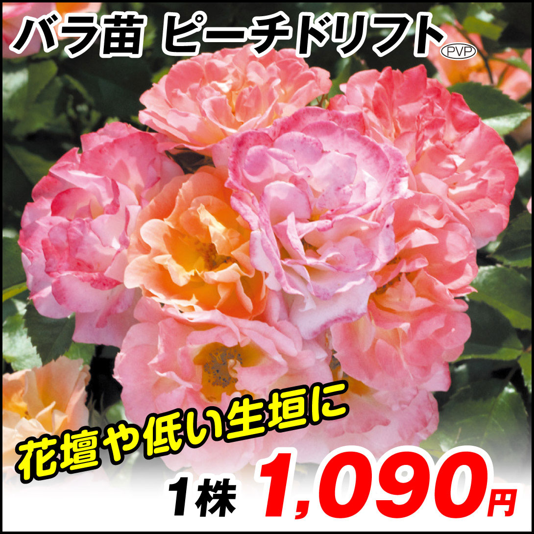 ピーチドリフト