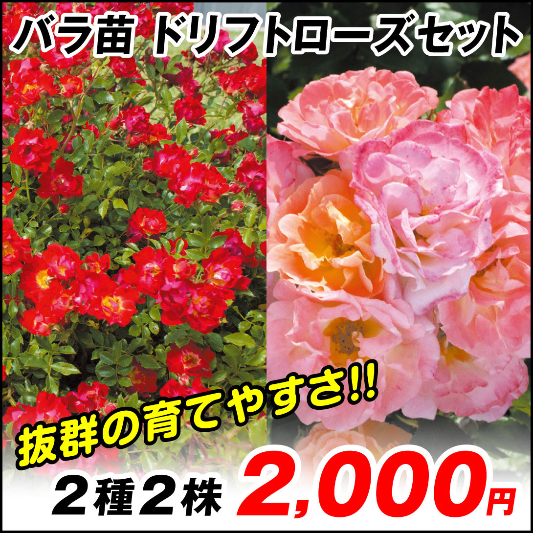 ドリフトローズセット
