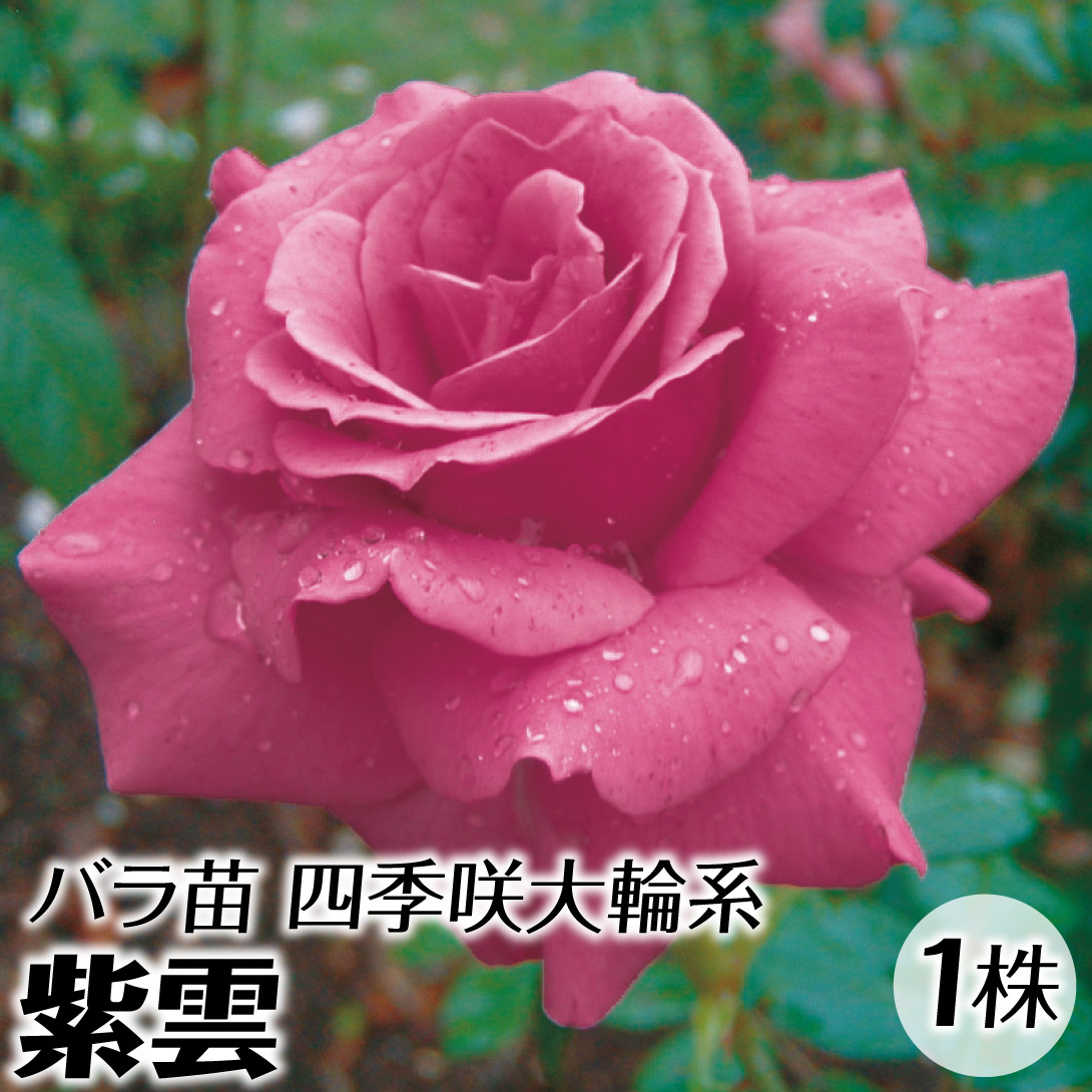 バラ苗 苗木 四季咲大輪 紫雲 1株 / バラの苗 薔薇苗 薔薇の苗