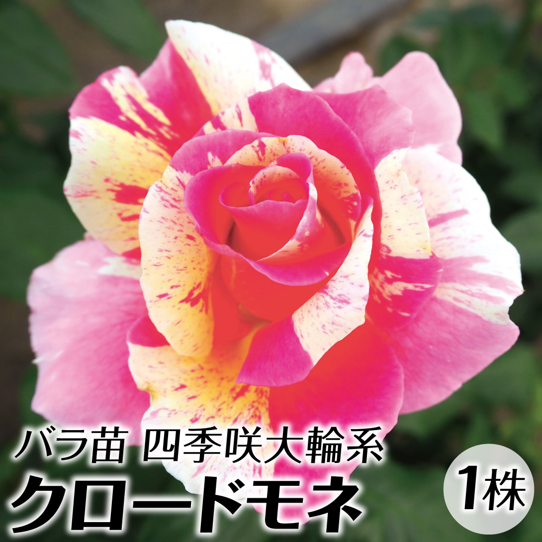 楽天市場】◇開花後強剪定株 花芽なし◇ バラ 苗 京成 【ザン