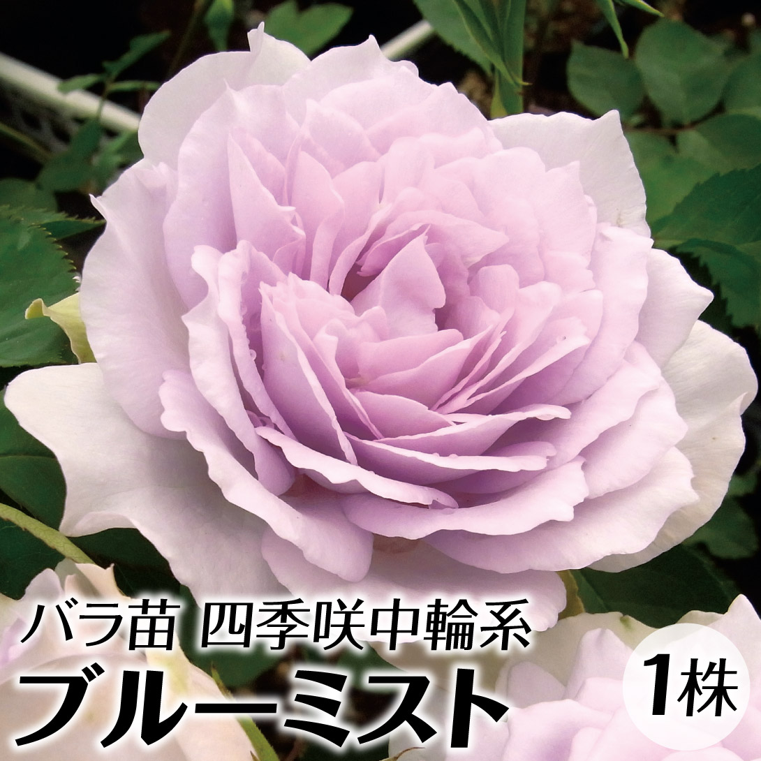 楽天市場】四季咲き強香バラ苗 【ホワイトクリスマス】 2年生