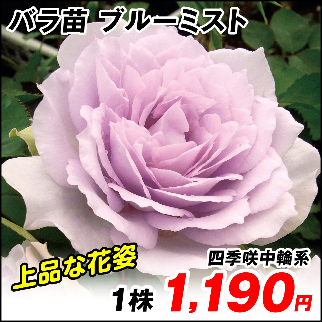 ブルーミスト