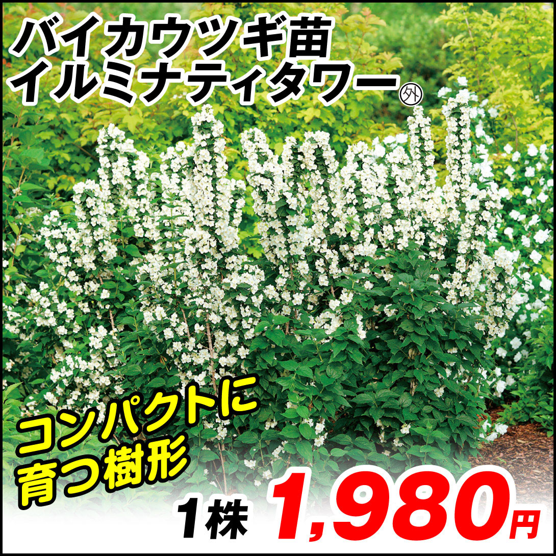 イルミナティタワー