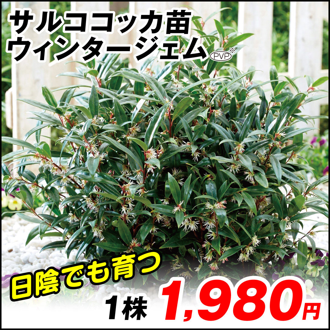 ウィンタージェム