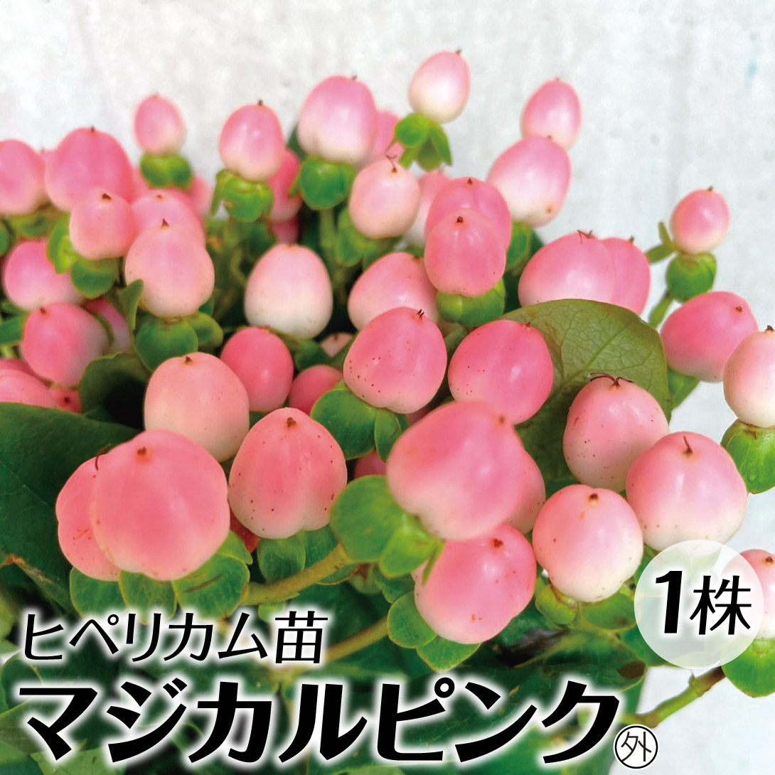 芍薬苗8株(球根のみ) 芍薬苗8株(球根のみ) 芍薬苗8株(球根のみ) （シャクヤクの球根｜