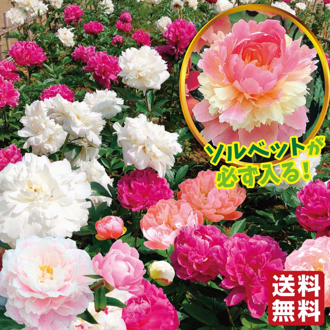 【超ポイントバック祭】 芍薬 苗 8種 おまかせシャクヤクセット(品種見計らい・名称付き) 花