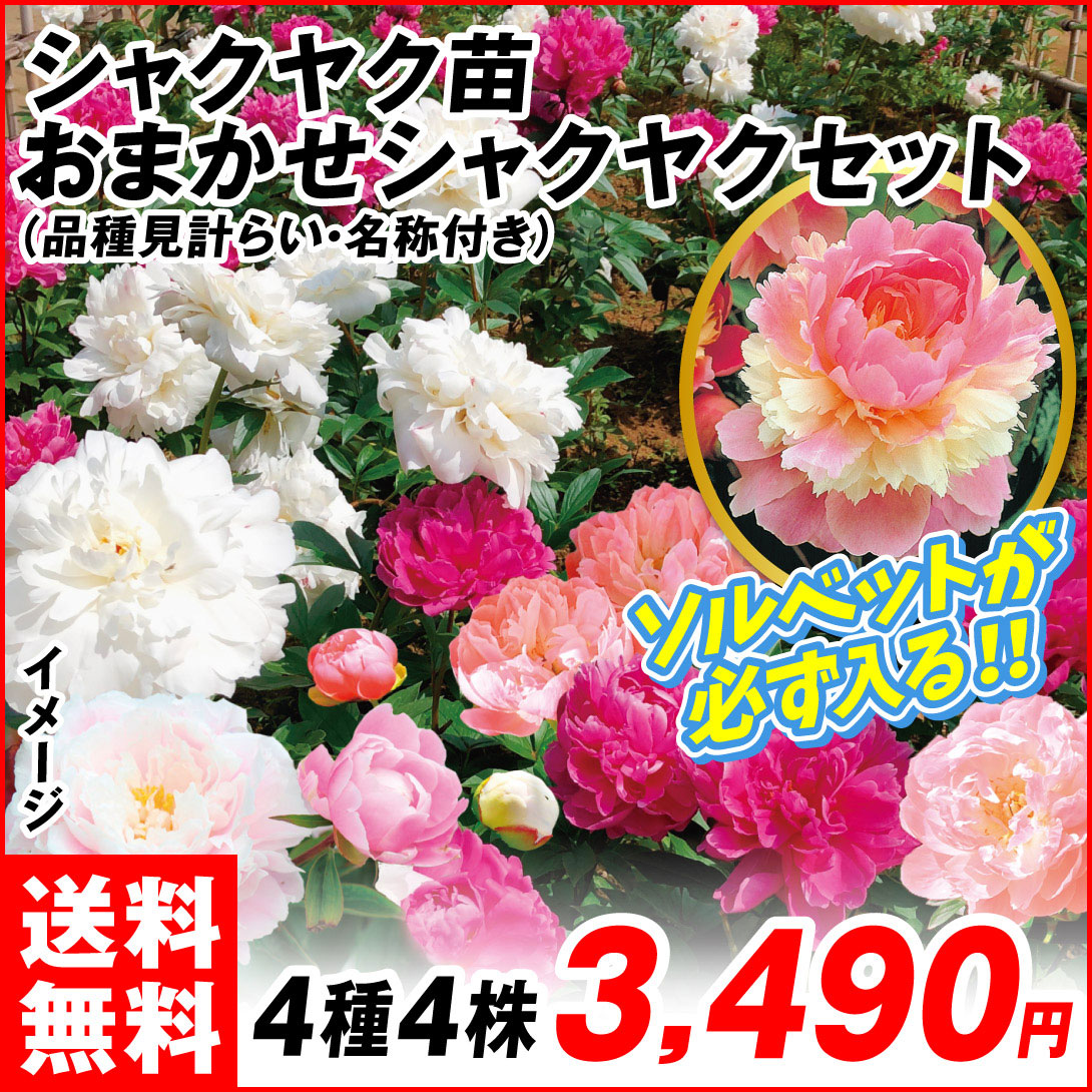 おまかせシャクヤクセット
