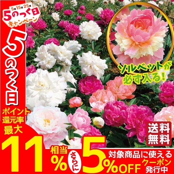 大きな取引 芍薬 苗 おまかせシャクヤクセット(品種見計らい・名称付き) 8種 花
