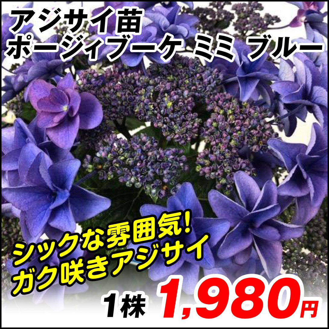 ポージィブーケミミブルー