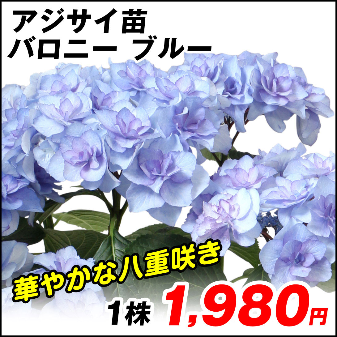 バロニー ブルー