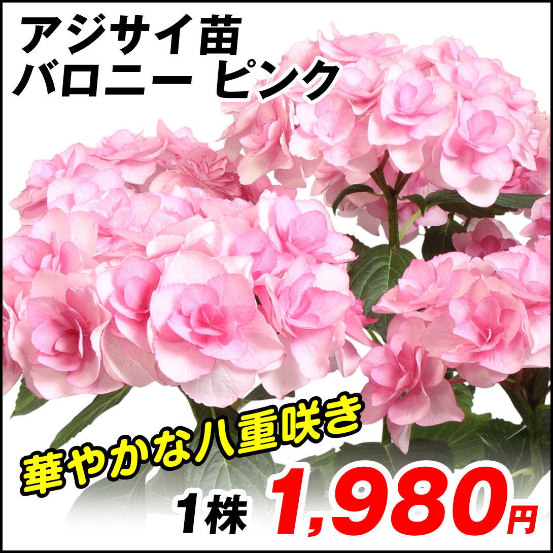 バロニー ピンク