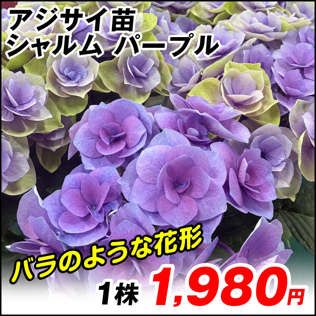 シャルム パープル
