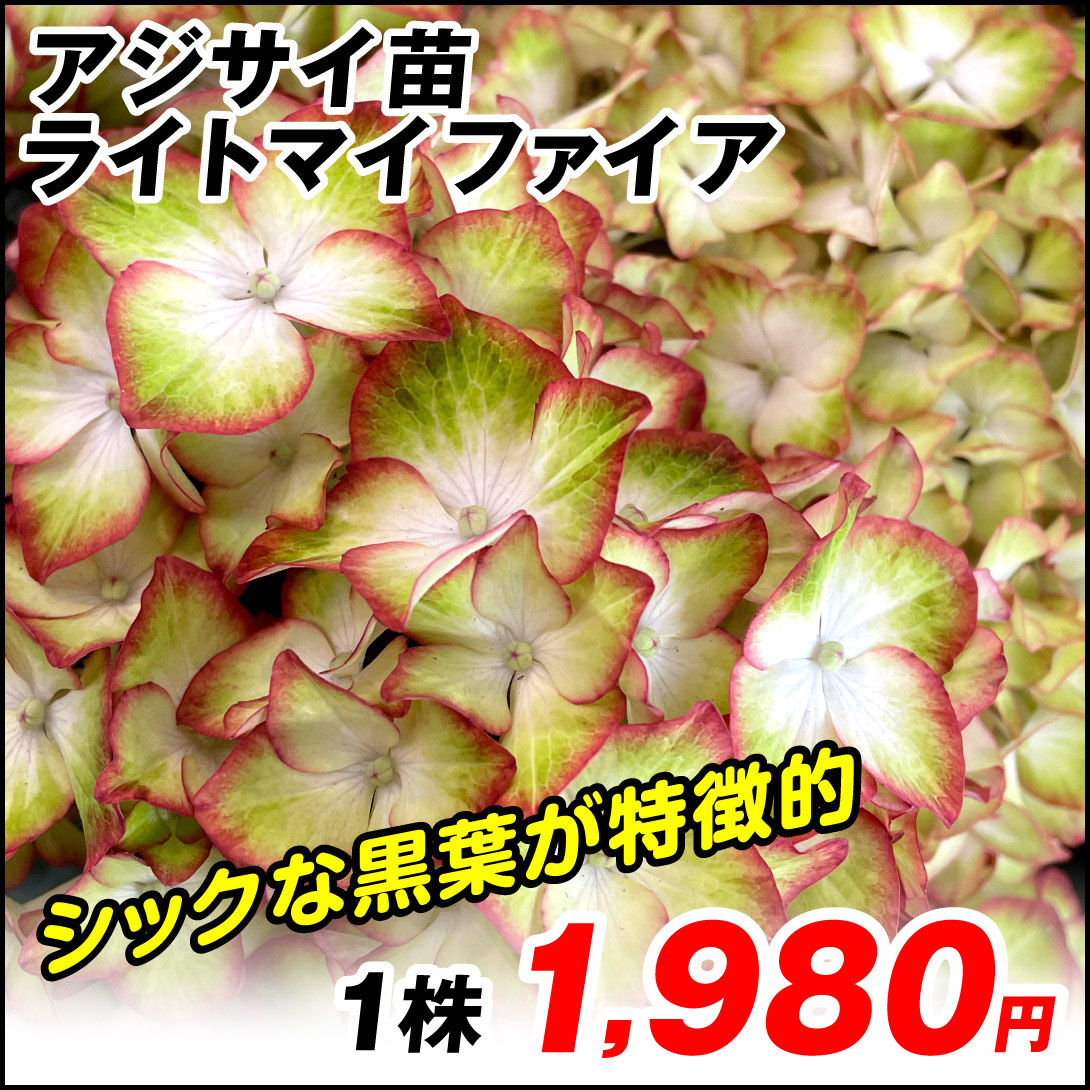 ライトマイファイア